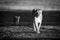 Mono lioness walking with cub along airstrip