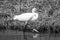 Mono little egret in shallows lifting foot