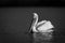 Mono pelican floats on lake watching camera