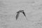 Mono southern carmine bee-eater flies lowering wings