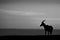 Mono topi stands in silhouette on horizon