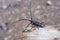 Monochamus sartor beetle