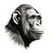 Monochromatic Chimpanzee Portrait Drawing In The Style Of Arthur Sarnoff