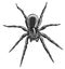 monochromatic Cute spider cartoon vector illustration graphics art