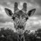 Monochromatic elegance a giraffes beauty revealed in grayscale photography