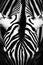 Monochromatic image of a the face of a Grevy\'s zebra.