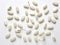 Monochromatic Majesty: Crisp White Soybeans in Stunning Isolation