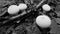 Monochromatic photo of four puffball mushrooms Lycoperdon growing in forest