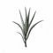 Monochrome Aloe Vera Illustration With Bold Black Lines