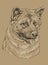 Monochrome American akita vector hand drawing portrait