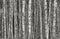 Monochrome Aspen Stems - High Density