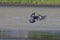 Monochrome bird soaring near water and grassy meadow