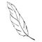 Monochrome black and white bird feather line art vector