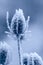 Monochrome blue minimalist winter portrait of a thistle with snow / hoar frost on natural blurred background