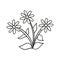 Monochrome Bouquet of chamomile flowers with leaves, vector cartoon