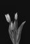 Monochrome bouquet of three young tulips