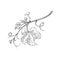 Monochrome branch of grape vine engraving vector illustration isolated.