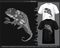 Monochrome chameleon mandala arts isolated on black and white t shirt
