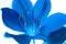 monochrome classic blue flower.