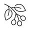 Monochrome coffee plant twig icon vector illustration growing fresh botanical branch with beans