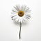Monochrome Daisy: Hyperrealistic Floral Image On White Background