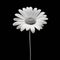 Monochrome Daisy With Long Stem - Simple Linear Design