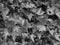 Monochrome dark image of dense growth of ivy covering a wall background