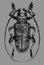 Monochrome drawing of a beetle on a gray background. Realistic detailed pencil drawing.