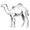 Monochrome Dromedary Camel on white background.