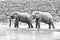 Monochrome elephants, South Africa