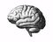 Monochrome engraving brain illustration on white BG