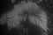Monochrome floral background begonia maculata
