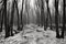 monochrome forest with the trees in black and white