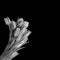 Monochrome fresh tulips bouquet on black background