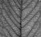 Monochrome full frame close up of a leaf showing veins and cell details