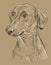 Monochrome German Pinscher vector hand drawing portrait