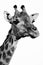 Monochrome giraffe portrait closeup
