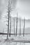 Monochrome Grove of Dead Lodgepole Pines