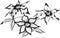 Monochrome hand drawn  black and white clematis flowers illustration