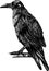 Monochrome hand drawn  black and white crow illustration