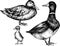 Monochrome hand drawn  black and white ducks illustration