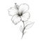 Monochrome Hibiscus Flower On White Background