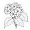 Monochrome Hydrangea Flower Line Drawing Coloring Pages