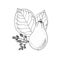 Monochrome illustration drawing of avocado Persea Americana on white