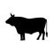 monochrome image with big bull