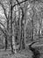 monochrome image of a dark curving narrow pathway through tall beech trees in a winter forest