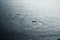 Monochrome image of fishing boats on the coasts of Goa