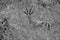 A monochrome image of an Indian gazelle antelope also called Chinkara