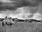 Monochrome image lone camel standing in a field and eating grass on a background of forest and sky