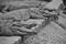 Monochrome image of siamese crocodiles